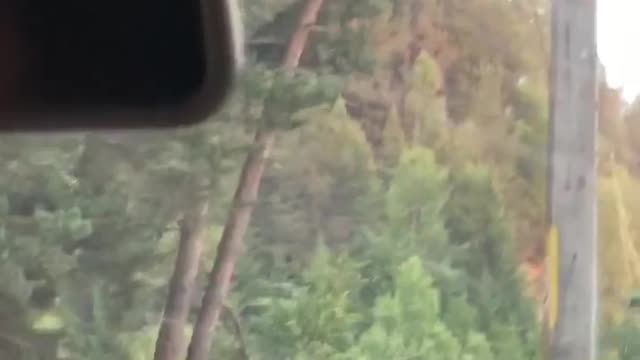 Woman Almost Turns Into Bear Food for Photo Opportunity