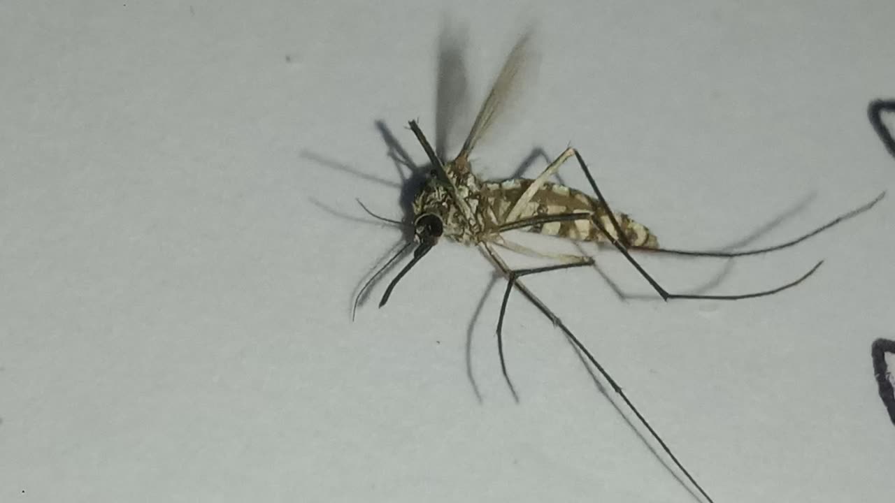 Flying Mosquito