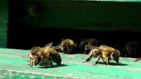 Active bees near a beehive