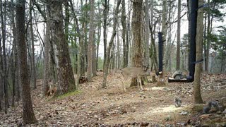 The Woods - 12/31/2020