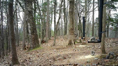 The Woods - 12/31/2020