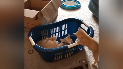 Funniest Cats 😹- Best Of The 2022 Funny Cat Videos 😂