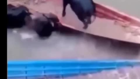 Funny video