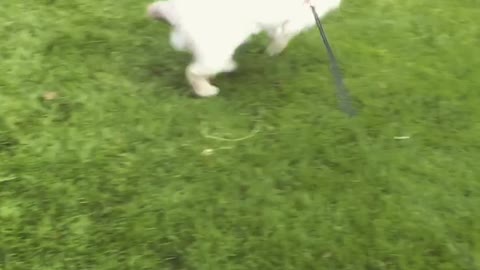 Somebunny is excited to be outside playing in the grass