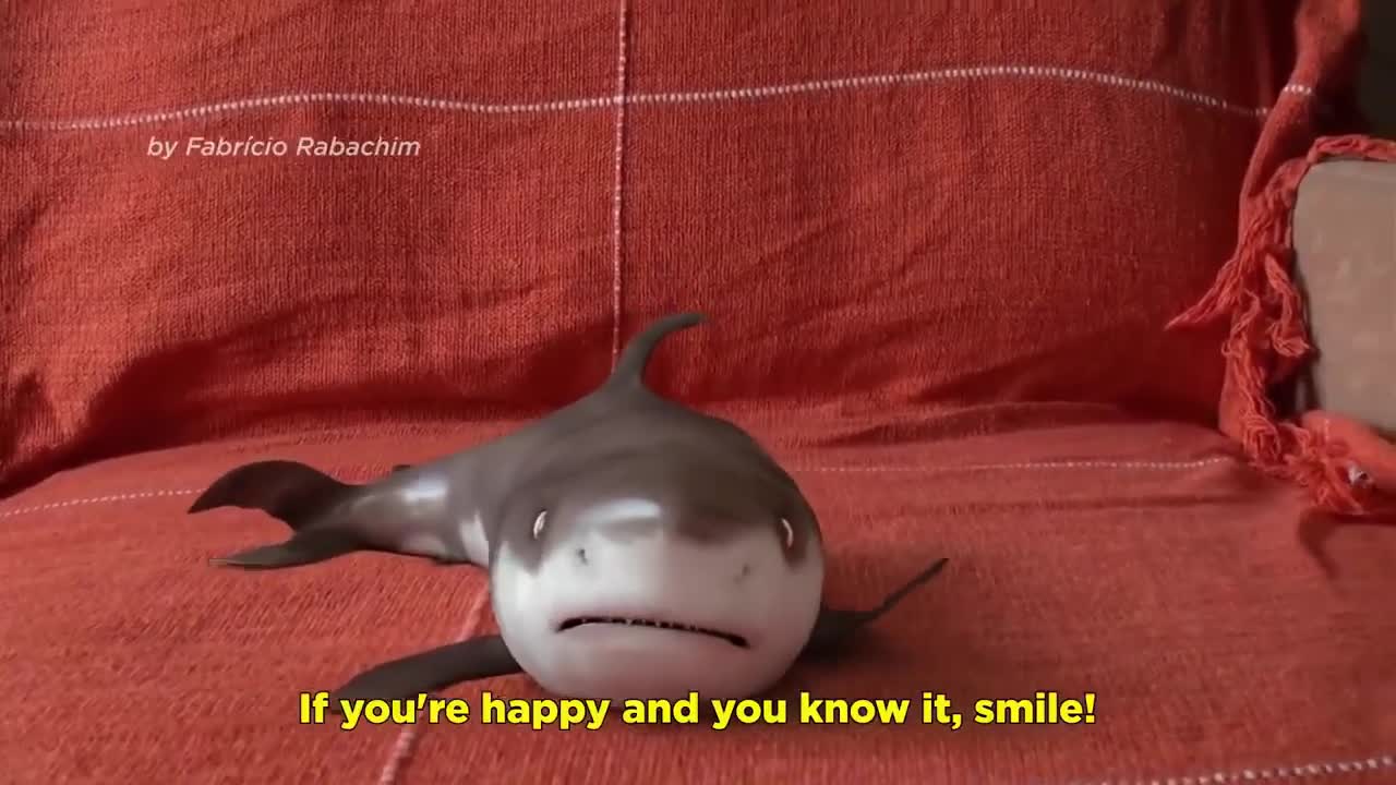 Cutest Shark