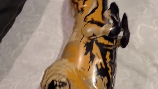 Inflatable T-Rex Jurrasic Park
