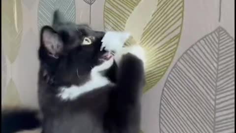 Funny animal videos - funniest cats videos.