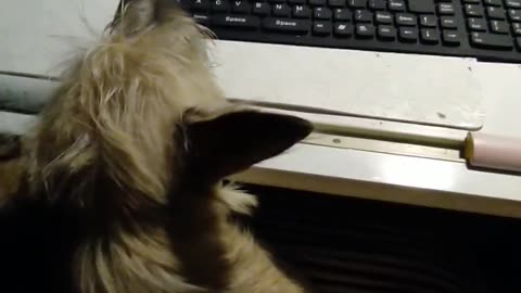 Luna likes nature programs and music ;-)