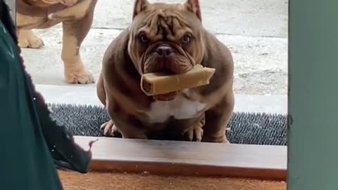 Angry Pets Compilation : Funny Angry Dogs of The Week #108 #shorts
