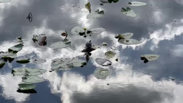 Turtles Basking in the Sun