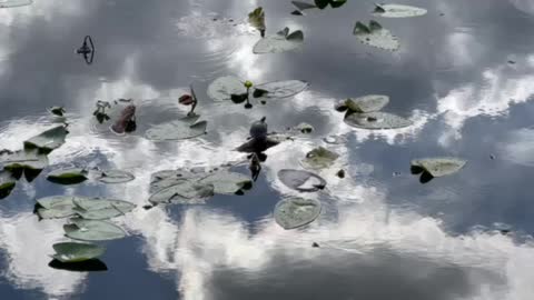 Turtles Basking in the Sun
