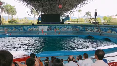 DOLPHINS PERFORM ON THE ISLAND OF CHAU CHAU - HALONG VIETNAM EXTREMELY ADORABLE