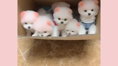 Cutest baby animals Videos Compilation Cute moment of the Animals - Cutest Animals #shorts