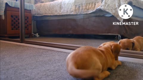 Puppy playing with mirror######$$$$