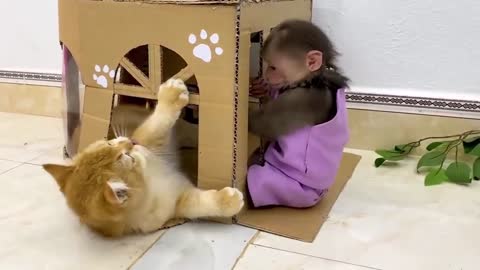 The monkey is fun to play with the cat.