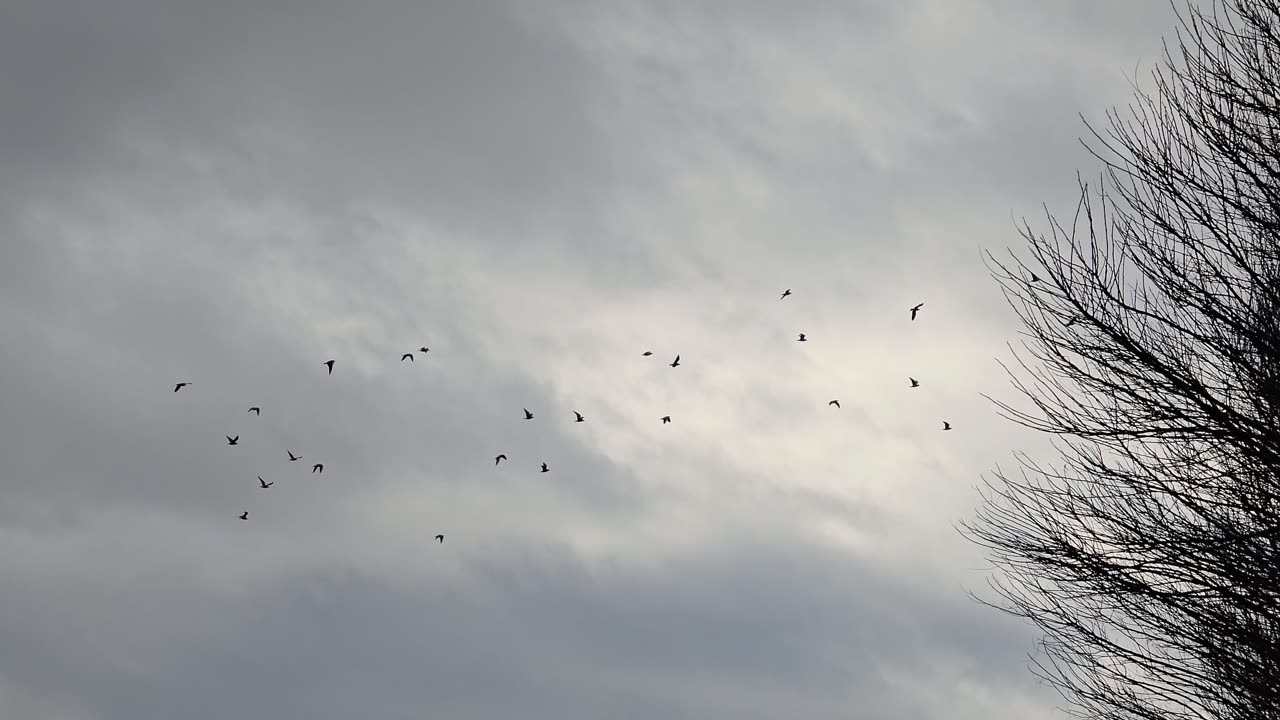 Lots of birds in the air / seagulls in flight / seagulls in the sky / dark clouds.