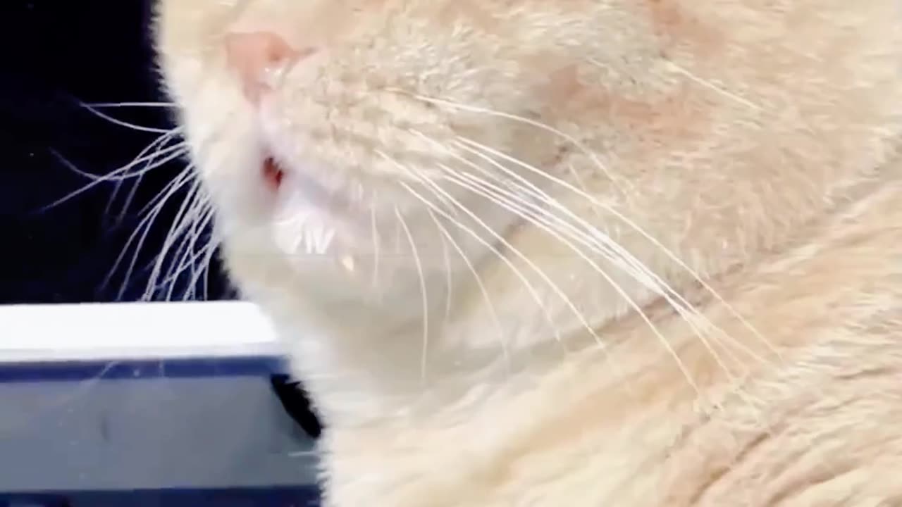 ๐ Fat Orange Cat Blowing a Snot Bubble?! ๐งก Too Funny Not to Watch! #CatBalloon