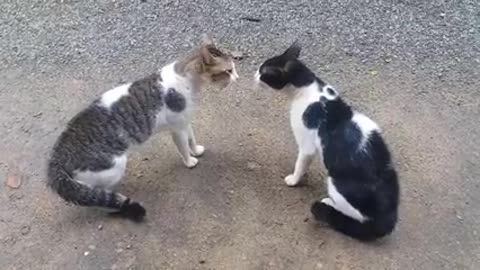 Cat funny videos