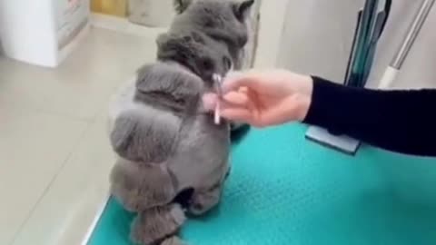 fashionable cat