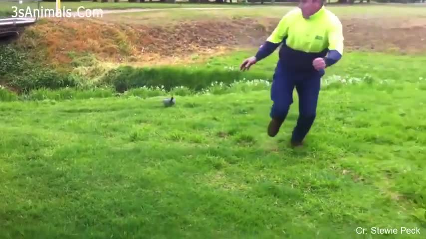 Funny Animals Chasing and Scaring People 🏃 😱