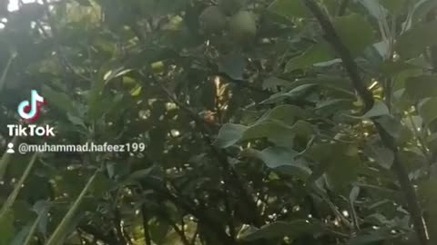 Praise be to Allah