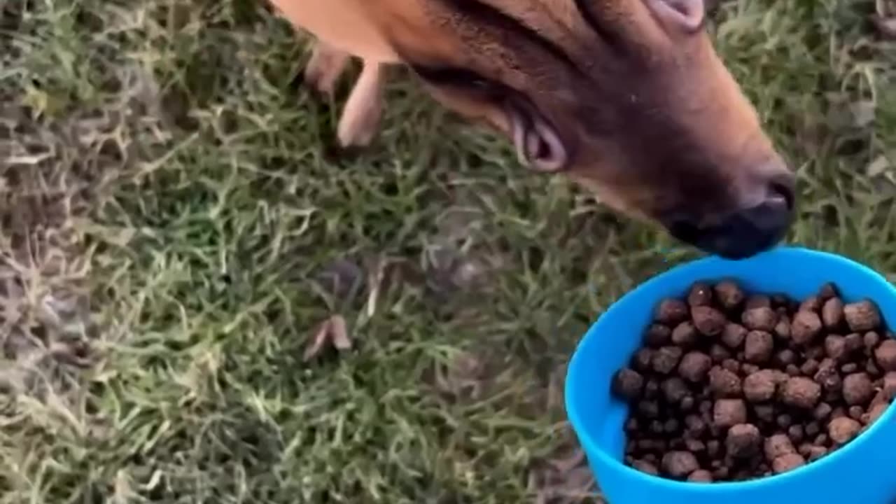 Nature Creature