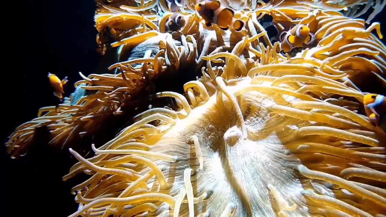 relaxing video,nature video,#relax video,#relaxing video,relaxing piano music