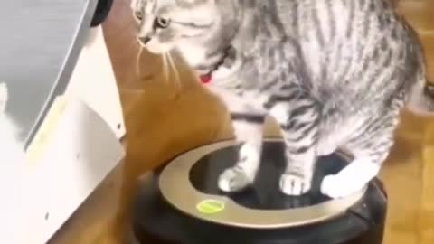 Cat lover need to see the dance.