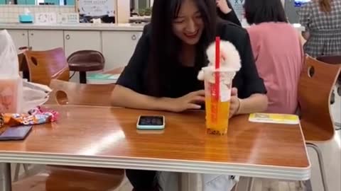 Cute and Funny Pomeranian Videos