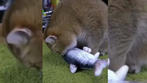 Cute & Funny Animals Videos 🐕‍🦺 Pets, Dogs & 🐱 Cats Compilation 2022