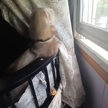 Ferret in a cradle!!