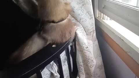 Ferret in a cradle!!
