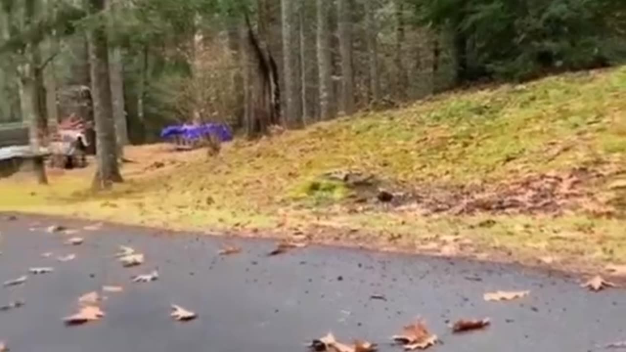 Funny Animals