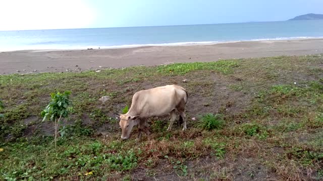 Cow Eating Grass By The Sea in the Philippines