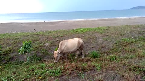 Cow Eating Grass By The Sea in the Philippines