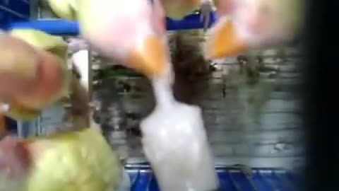How to feed the birds love yellow