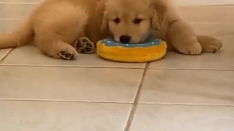 Cute Dog Video