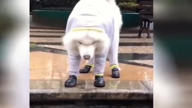 Best Funny and Cute Dogs and Cats 2022 💕 Funny Pet Videos