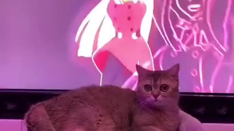 Dancing cat
