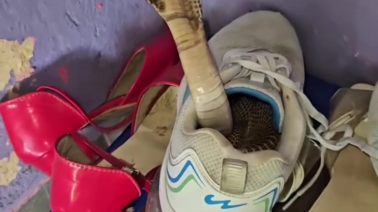 You can have that sneaker Mr rattlesnake cobra