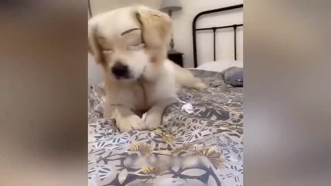 Funniest Animals 😄 New Funny Cats and Dogs Videos 😹🐶 2