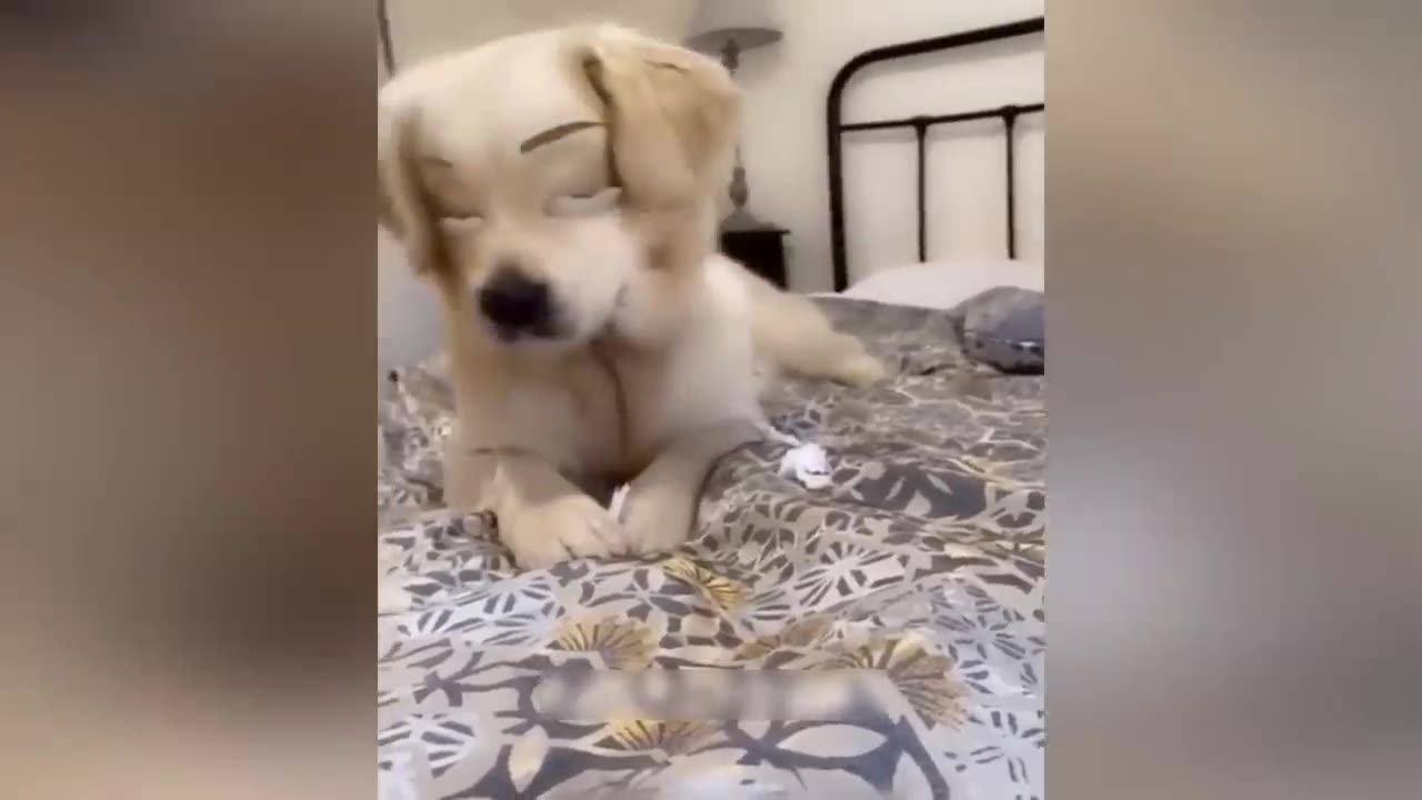 Funniest Animals 😄 New Funny Cats and Dogs Videos 😹🐶 2