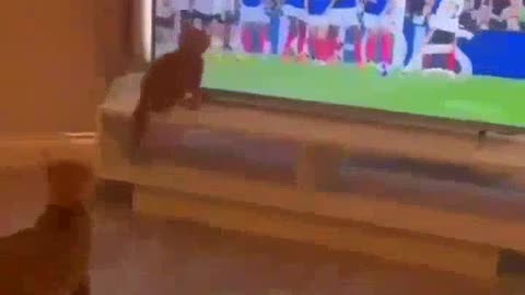 The kitten is a football player