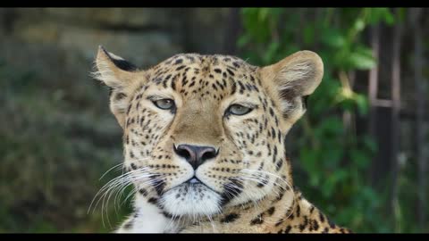 A fierce leopard