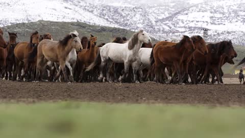 Horses in the mountains