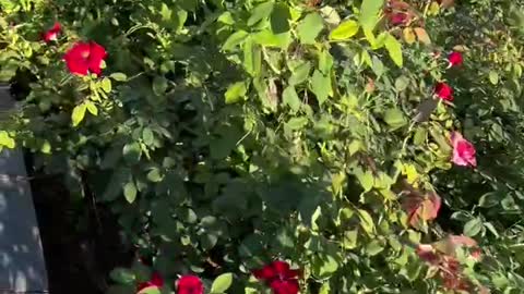 This is a rose garden