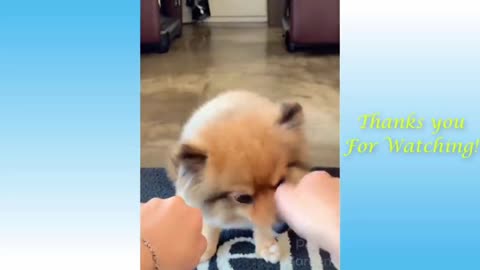 Funniest__Dogs_and__Cats__Funny_Animal_Videos__Funny_Dog_Videos_Awesome_Pets_Funny_Video__-_3.mp4
