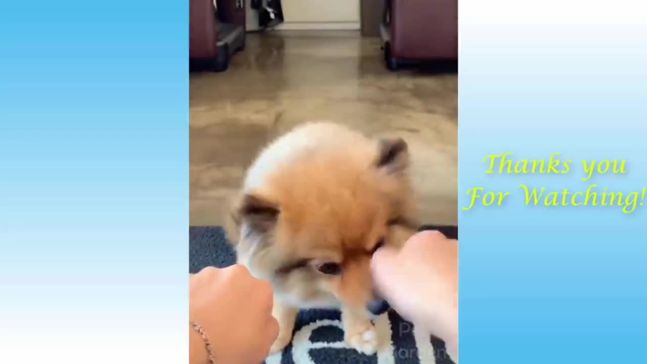 Funniest__Dogs_and__Cats__Funny_Animal_Videos__Funny_Dog_Videos_Awesome_Pets_Funny_Video__-_3.mp4