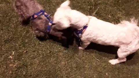 Copito in the park