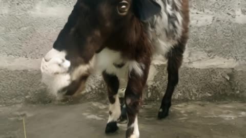 Hybrid baby goat